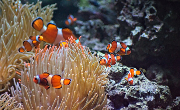 Anemonefish. Warsaw ZOO