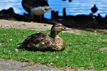 duck on the grass