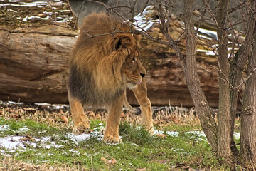 Lion. Warsaw ZOO