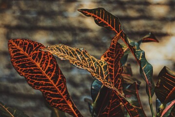 Croton plant. Ornamental plant with colorful leaves. © JuanMartinVidrio