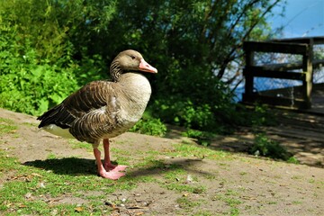 goose on the grass