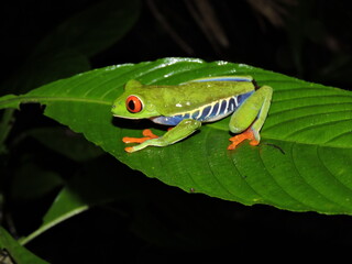 Red eyed tree frog on a leave