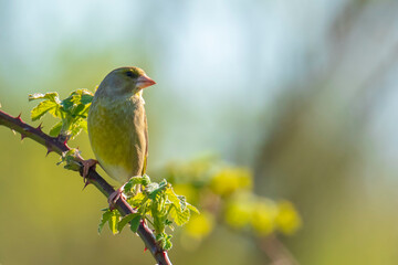 Greenfinch Chloris chloris bird singing