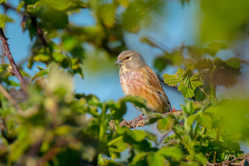 Linnet male bird, Carduelis cannabina singing