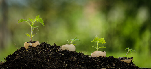 Young plant growing in egg shell in the garden