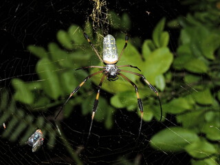 orb spider on a web