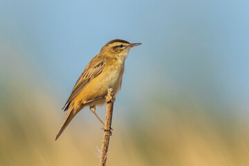 Sedge warbler Acrocephalus schoenobaenus bird singing in reeds during sunrise.