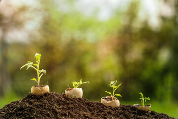 Young plant growing in egg shell in the garden