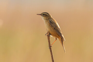 Sedge Warbler, Acrocephalus schoenobaenus, singing