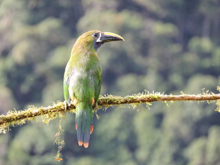 Emerald toucanet perched on branch
