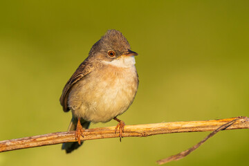 Whitethroat bird, Sylvia communis, foraging in a meadow