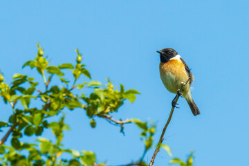 Stonechat, Saxicola rubicola, male bird perching