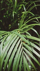 Areca palm. Ornamental plant with green leaves. Tropical plant.