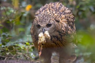 Indian eagle-owl, the rock eagle-owl or Bengal eagle-owl, Bubo bengalensis, eating
