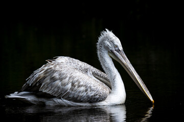 Dalmatian pelican, Pelecanus crispus, swimming