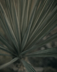 Close-up shot of an agave