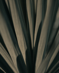 Close-up shot of an agave
