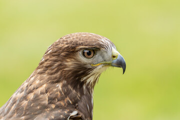 Solitary and beautiful Red-tailed Hawk intently watches its surroundings in the Grassland region of Alberta.