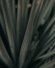 Close-up shot of an agave