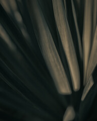 Close-up shot of an agave