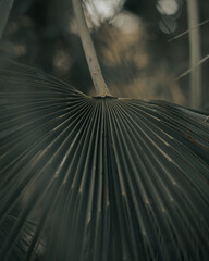Close-up shot of a palm tree