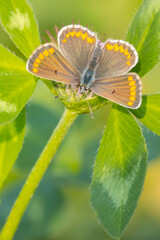  brown argus butterfly, Aricia agestis, top view, open wings