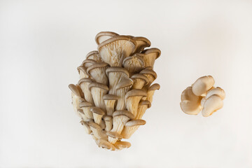 Fresh oyster mushrooms on a light wooden background.