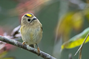 Goldcrest bird, Regulus regulus, foraging through branches of trees and bush
