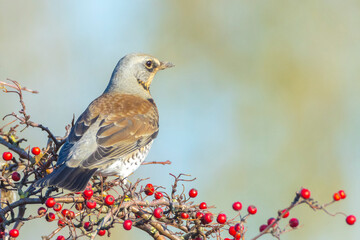 Fieldfare bird, Turdus pilaris, eating berries
