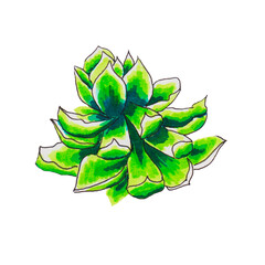 succulent or stone rose. indoor plant that grows beautifully in a pot as well as in the wild a relative of the cactus green flower with red edges is known as the money tree.