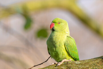 Rose-ringed parakeet, Psittacula krameri, looking out of a tree hole