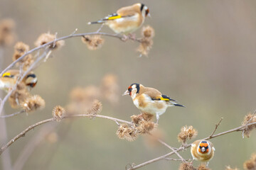 European goldfinch bird, Carduelis carduelis, perched eating seeds during Winter season - obrazy, fototapety, plakaty