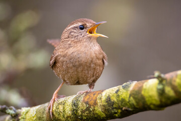 Eurasian Wren bird, Troglodytes troglodytes, display, singing and mating during Springtime