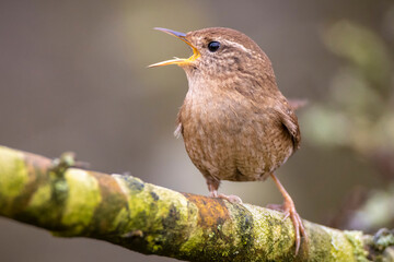 Eurasian Wren bird, Troglodytes troglodytes, display, singing and mating during Springtime