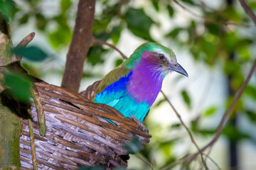 The lilac-breasted roller, coracias caudatus, perched in a dark forest