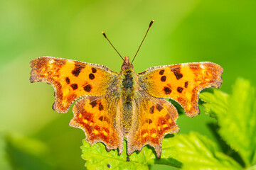 Comma butterfly Polygonia c-album resting top view