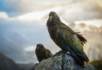Bird majestically standing on rock over sunset, Kea