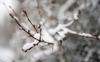 snow covered branches on a tree during winter