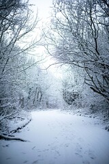Fototapeta na wymiar snow covered trees down a path