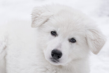 portrait of a white dog winter snow ice white wolf white dog 