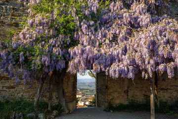 view of a beautiful blooming garden in Italy at sunset