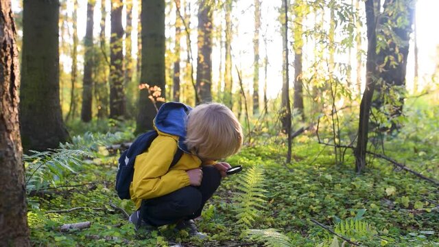 Cute schoolchild exploring nature with magnifying glass. Little boy look at the plant with magnifier. Summer activity for inquisitive child. Hike in the sunny forest for a family with a kid.