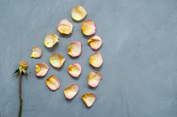 a beautiful withered rose with fallen petals around it spread out in a circle and dried leaves lies on a ultimate gray background
