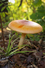 mushroom in the forest
