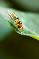Fototapeta na wymiar fly