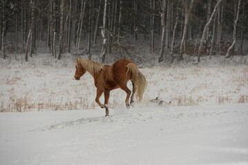 Schöne Pferde im schnee