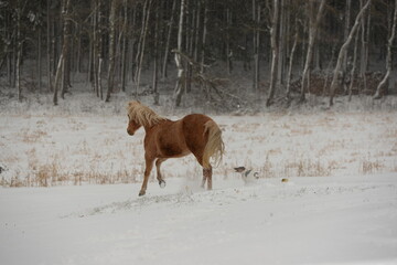 Schöne Pferde im schnee