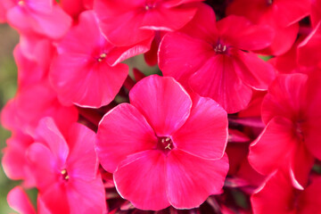 Inflorescence of pink phlox close-up on a sunny summer day, top view