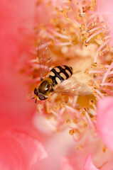 bee