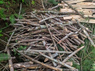 Firewoods in the pine forest